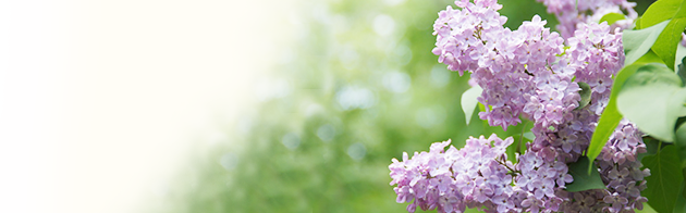 トップイメージ